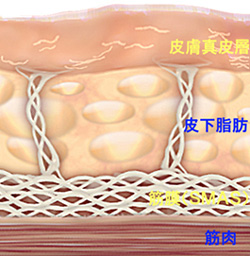皮膚の構造